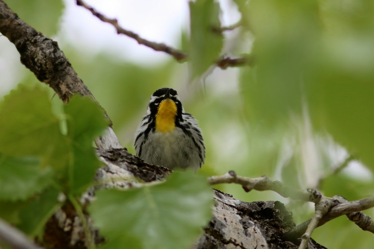 Yellow-throated Warbler - John Drummond