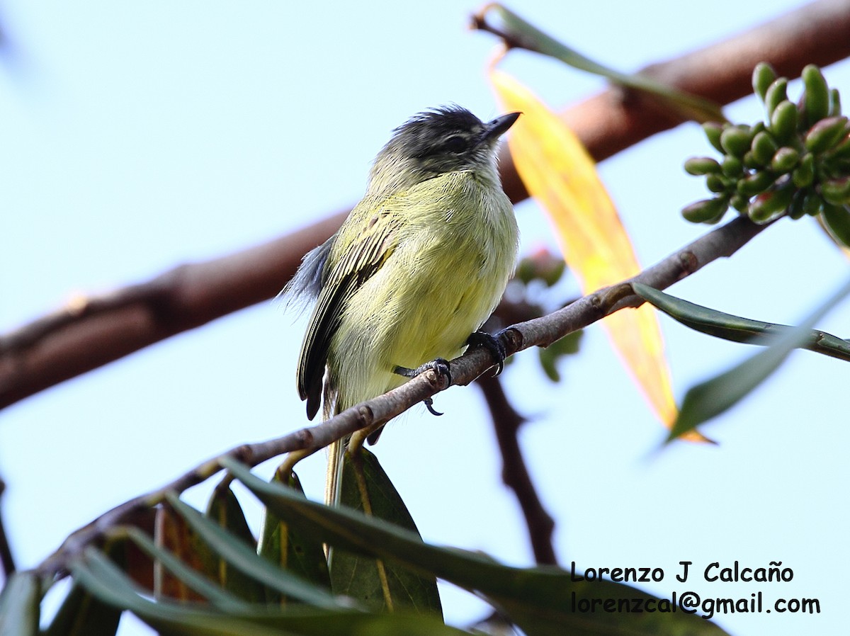 Yellow-margined Flatbill - Lorenzo Calcaño
