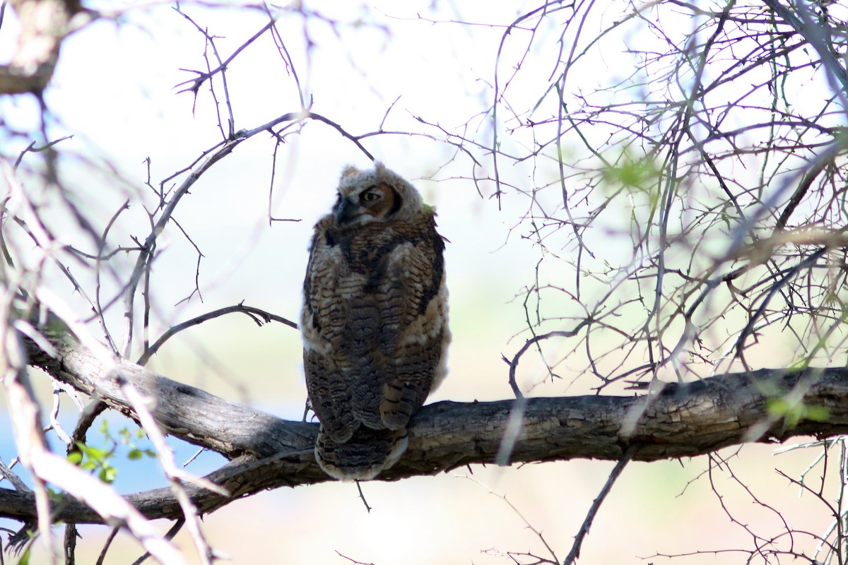 Great Horned Owl - John Drummond