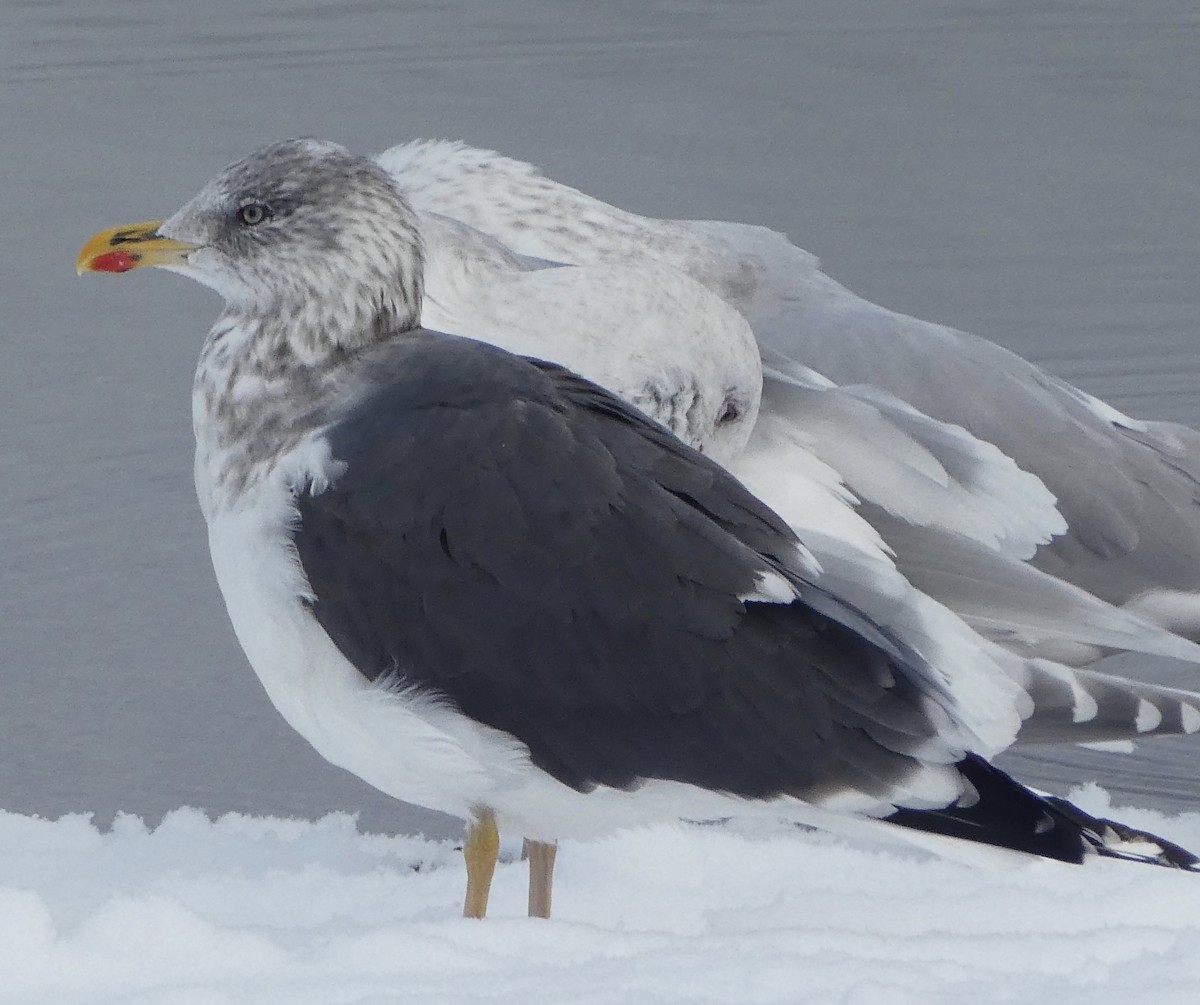 Lesser Black-backed Gull - T A