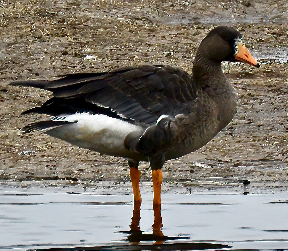 Greater White-fronted Goose - Tom Hardcastle