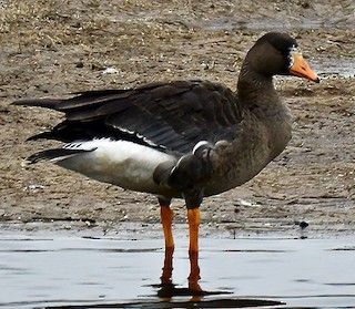 Greater White-fronted Goose, ML292852361