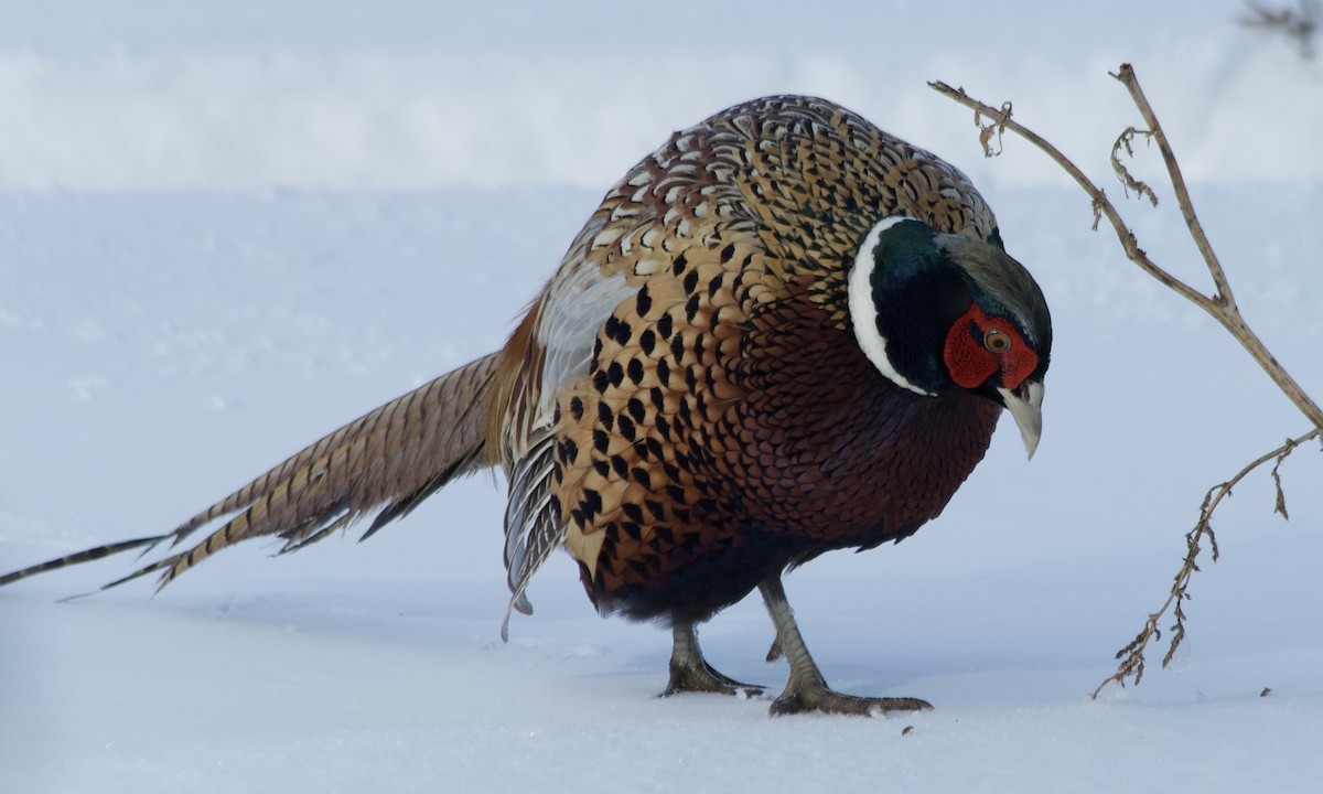 Ring-necked Pheasant - Evan Knudsen