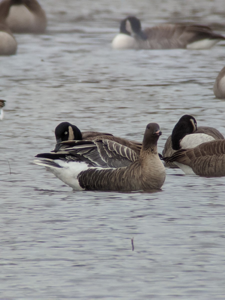 Pink-footed Goose - ML292859921
