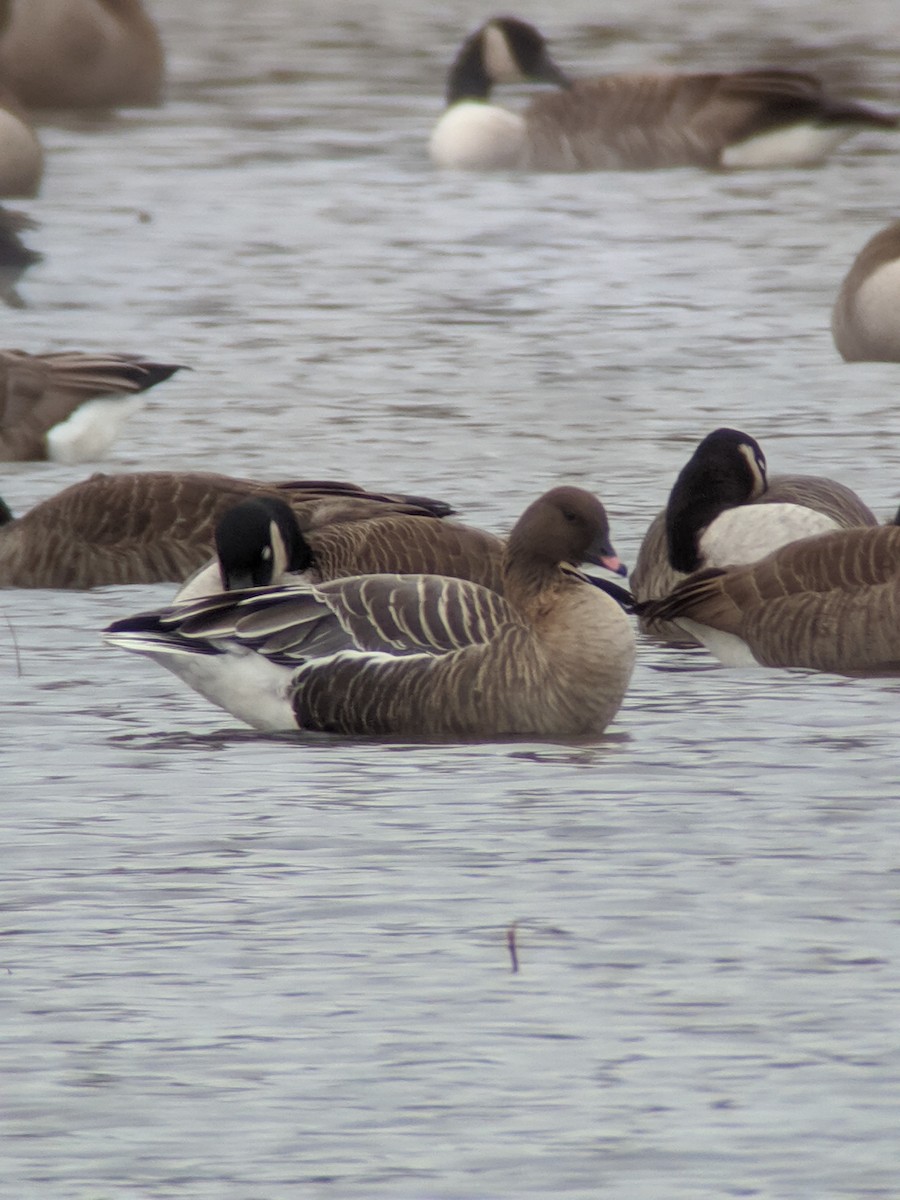 Pink-footed Goose - ML292859981