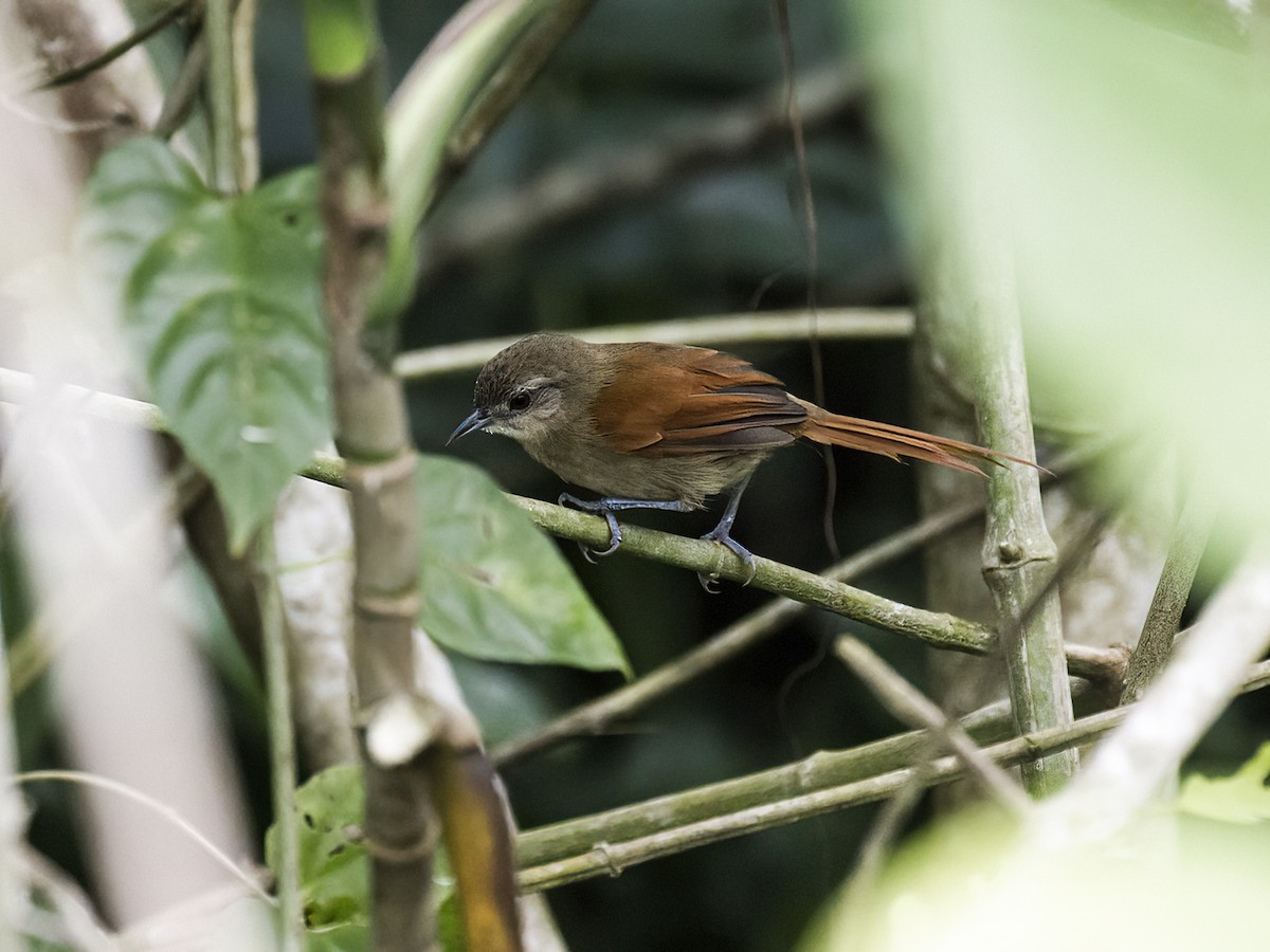 Plain-crowned Spinetail - Nick Athanas