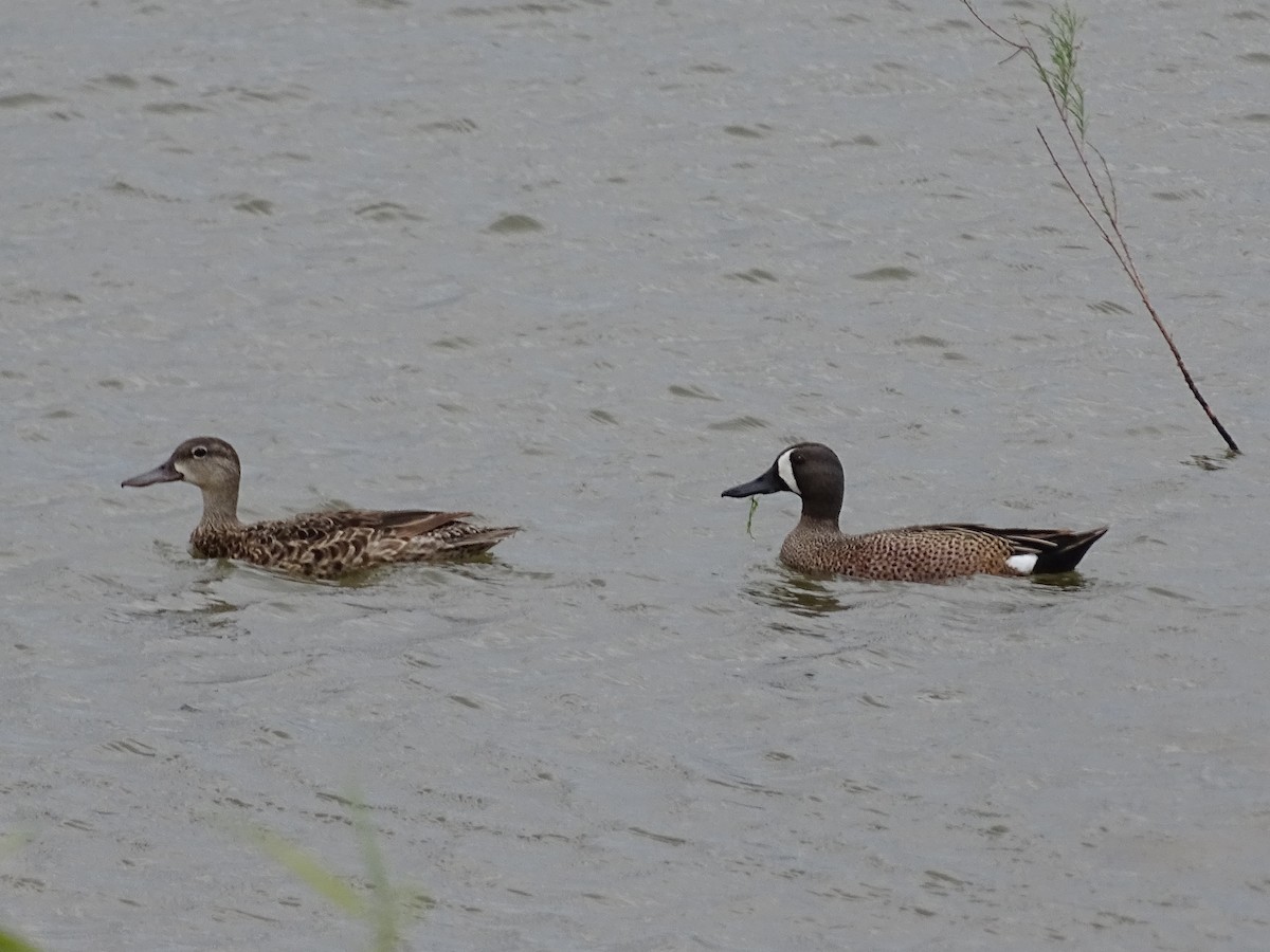 Blue-winged Teal - ML29286321