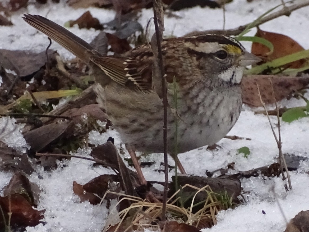 White-throated Sparrow - ML292872701
