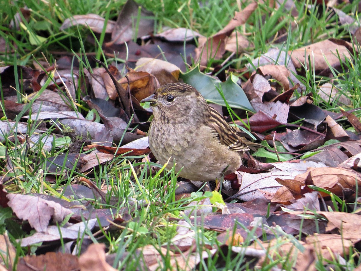 Golden-crowned Sparrow - ML292873041
