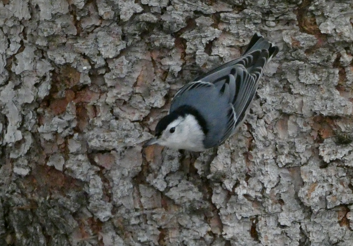 White-breasted Nuthatch - ML292874011