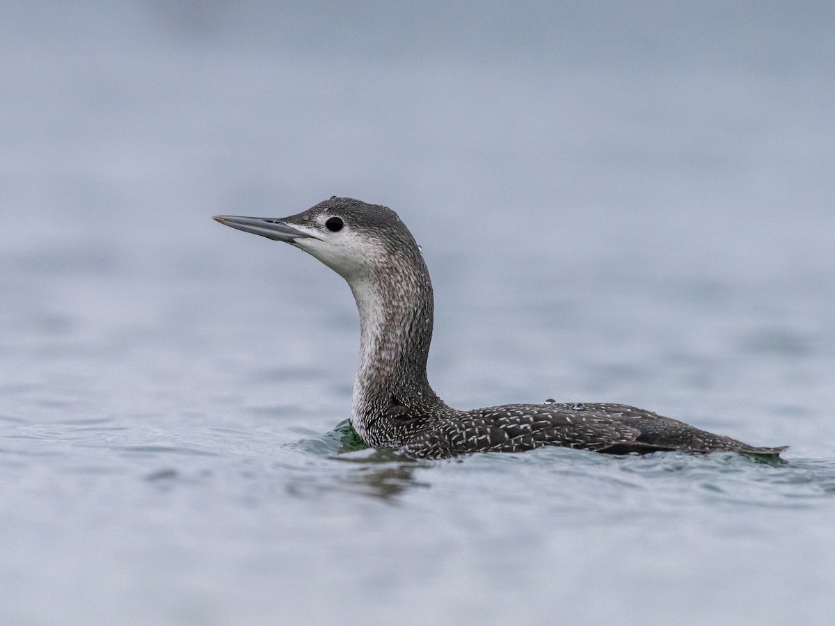 Red-throated Loon - Ken Nickerson