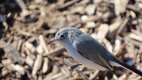 Blue-gray Gnatcatcher - Lena Hayashi