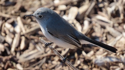 Blue-gray Gnatcatcher - Lena Hayashi