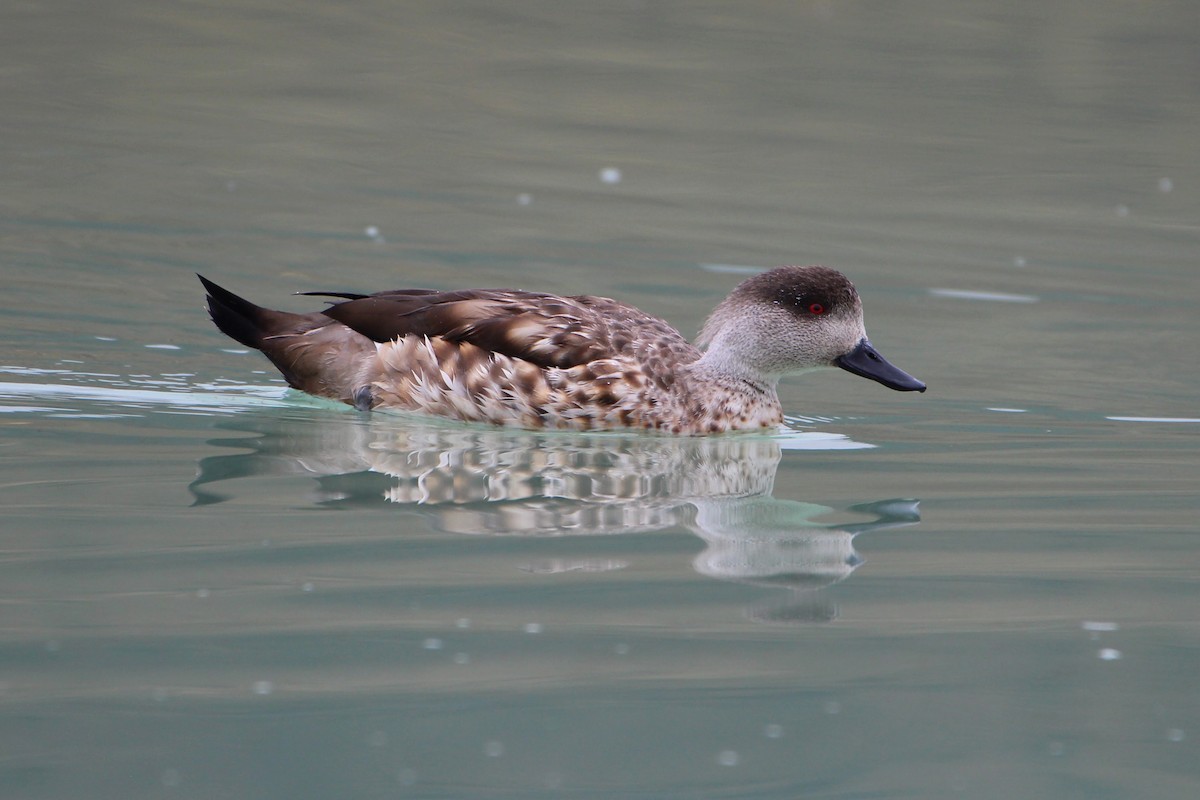 Crested Duck - ML292891861