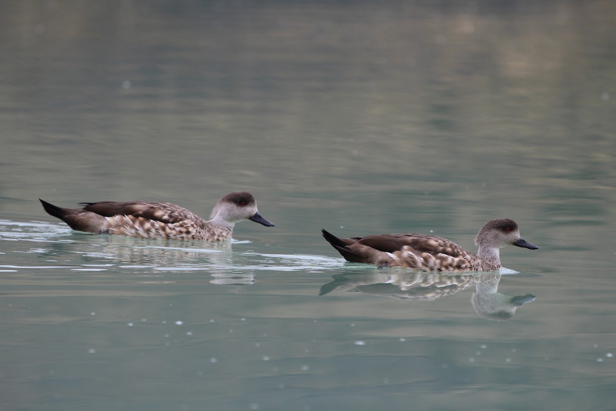 Crested Duck - ML292891891