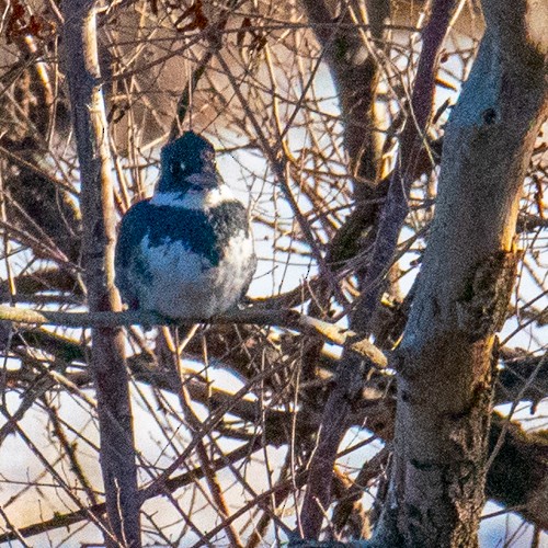 Belted Kingfisher - ML292892221