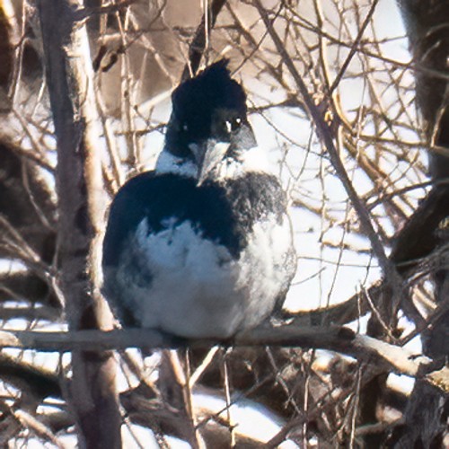 Belted Kingfisher - ML292892231