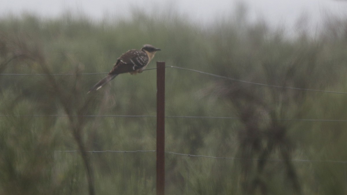 Great Spotted Cuckoo - ML29289581