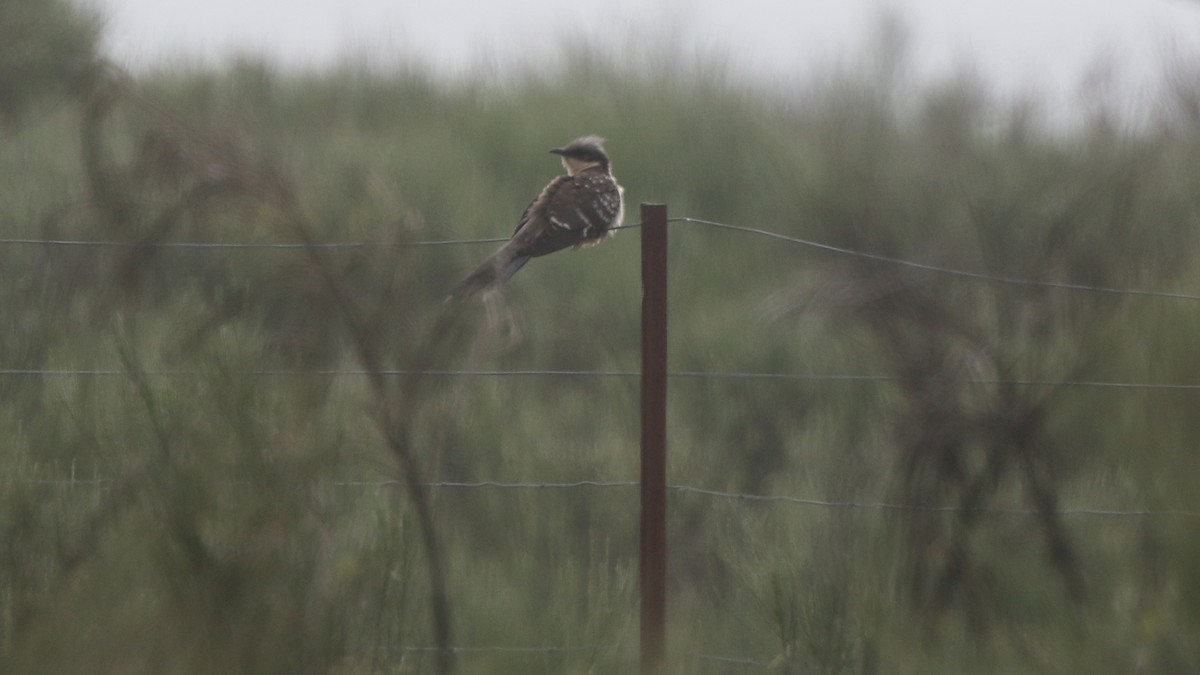 Great Spotted Cuckoo - ML29289591
