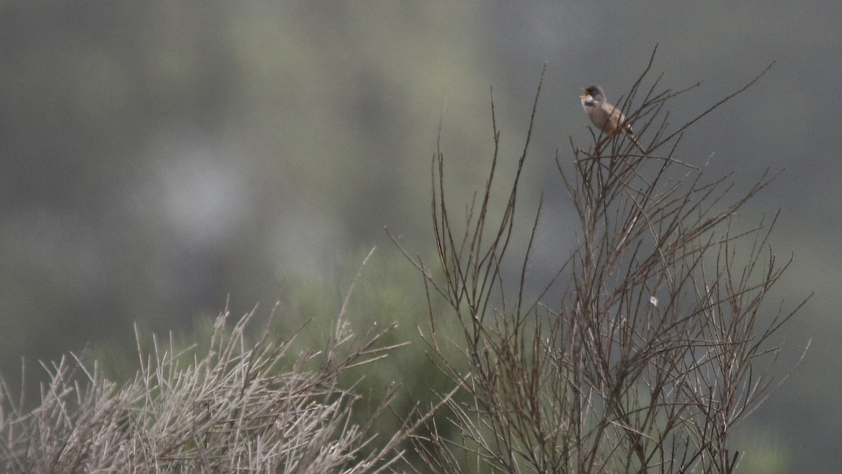Spectacled Warbler - ML29289771