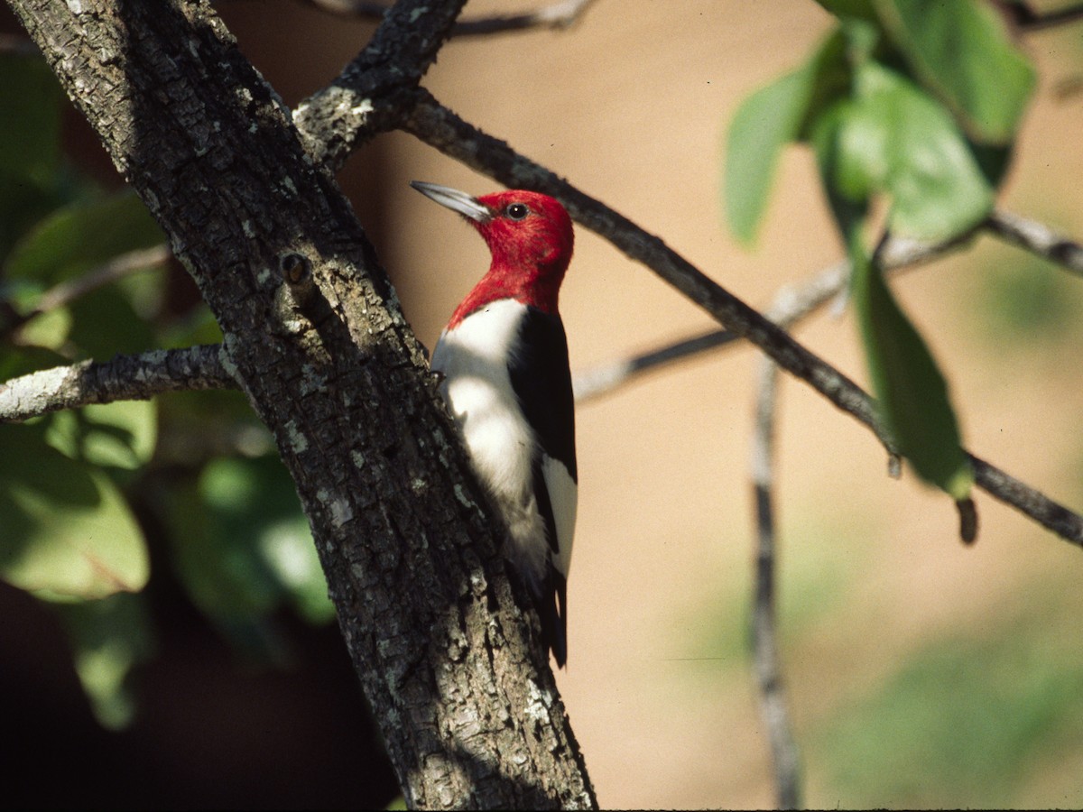 Red-headed Woodpecker - ML292898591