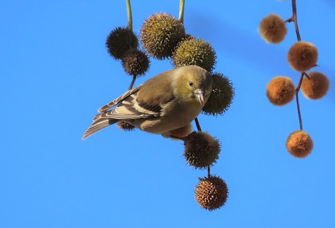 Lesser Goldfinch - Lena Hayashi