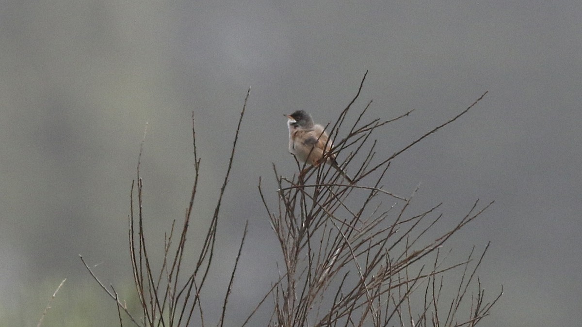 Spectacled Warbler - ML29290221