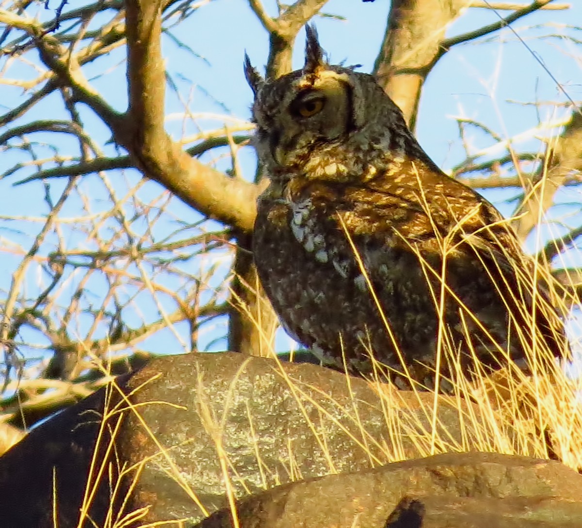 Spotted Eagle-Owl - Joelle Buffa Clyde Morris