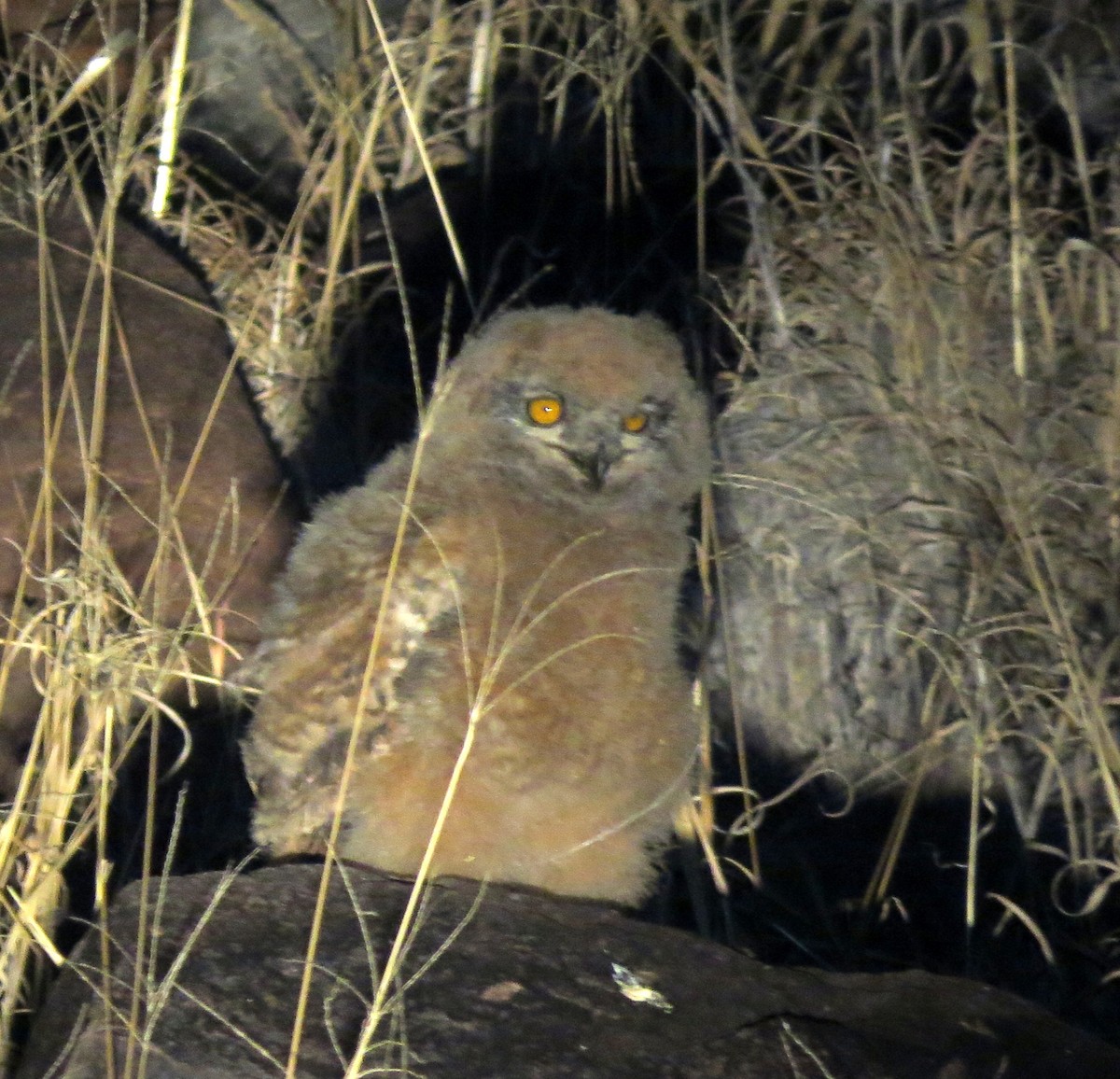 Spotted Eagle-Owl - Joelle Buffa Clyde Morris