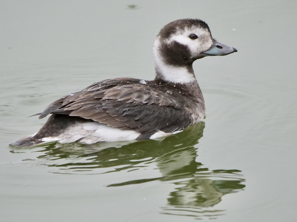Long-tailed Duck - Jeff Osborne