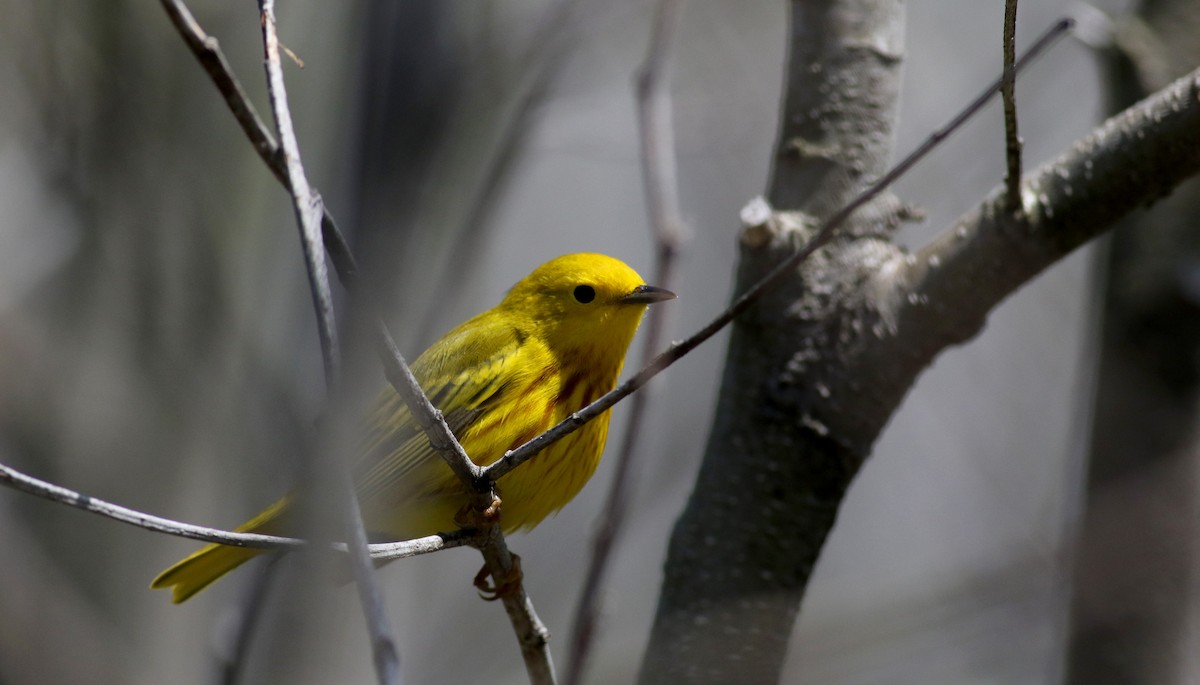 Yellow Warbler (Northern) - ML29290471