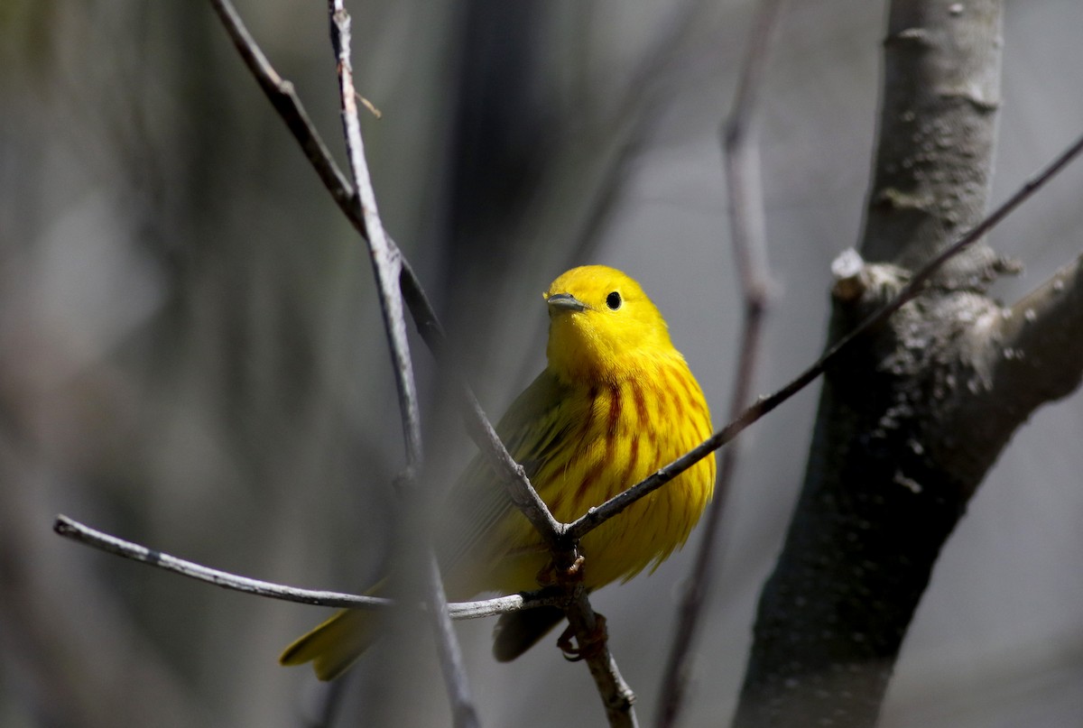 Yellow Warbler (Northern) - ML29290491