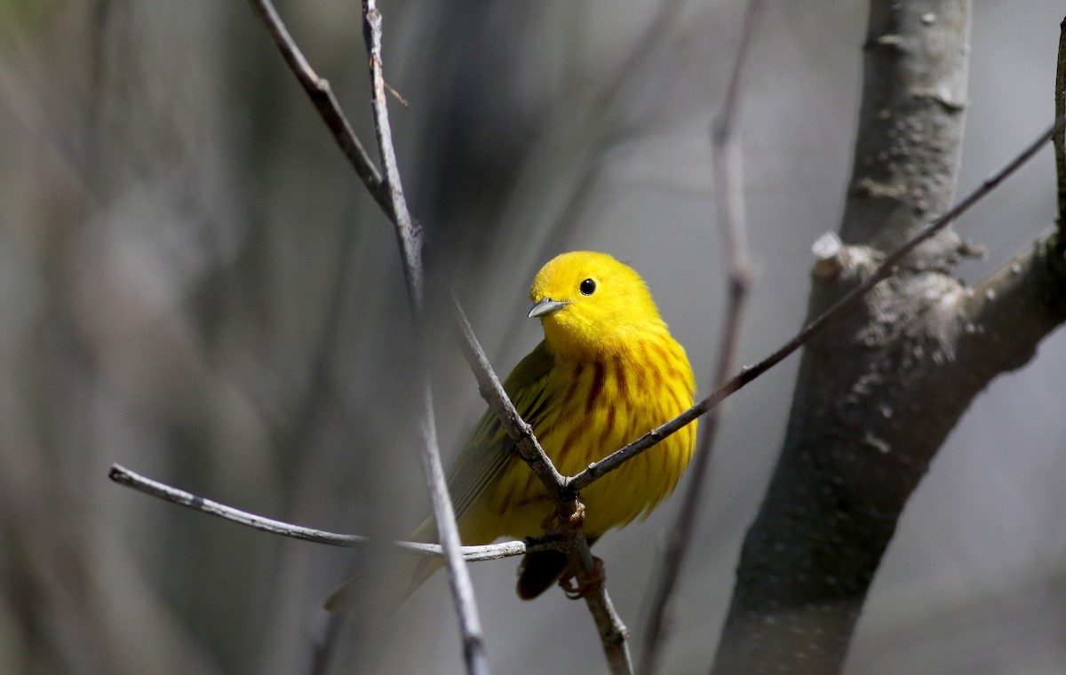 Yellow Warbler (Northern) - ML29290501