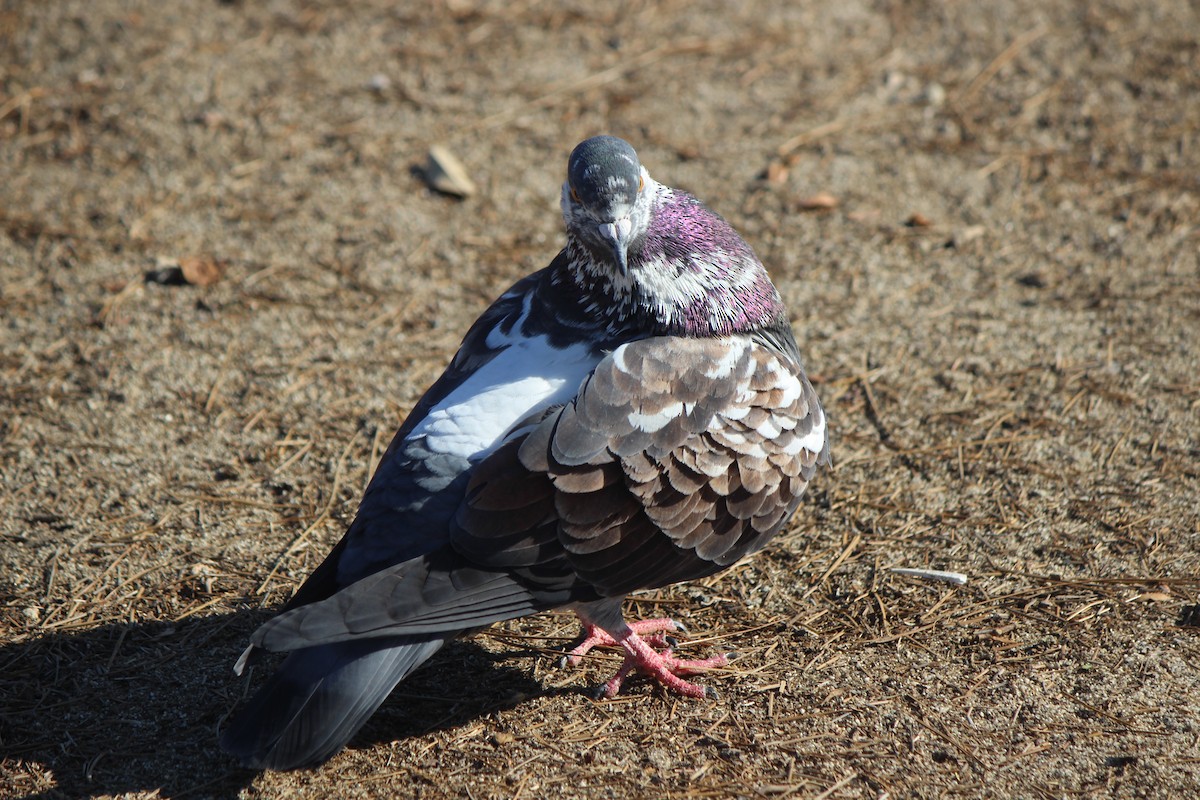 Rock Pigeon (Feral Pigeon) - Steven Kurniawidjaja