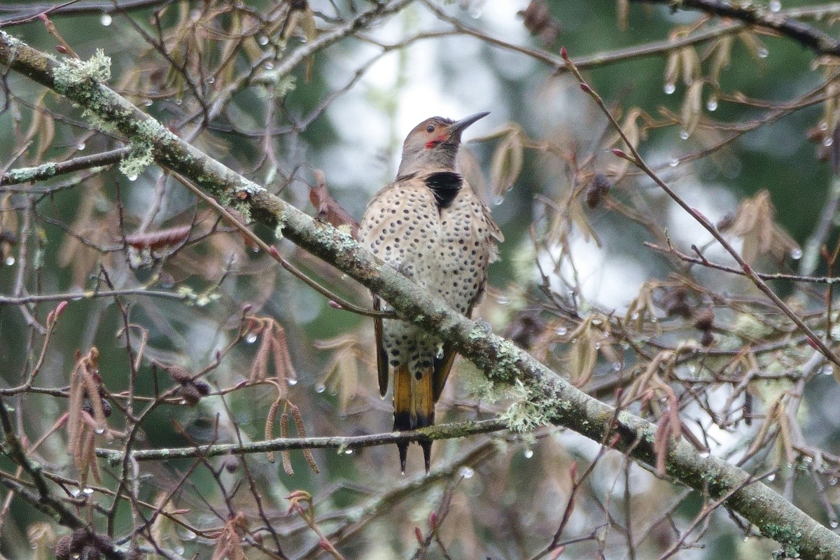 Northern Flicker (Yellow-shafted x Red-shafted) - ML292916041