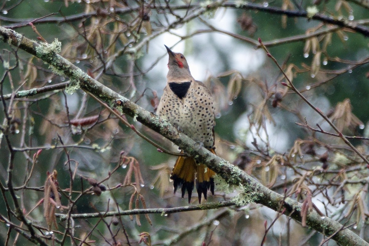 Northern Flicker (Yellow-shafted x Red-shafted) - ML292916071
