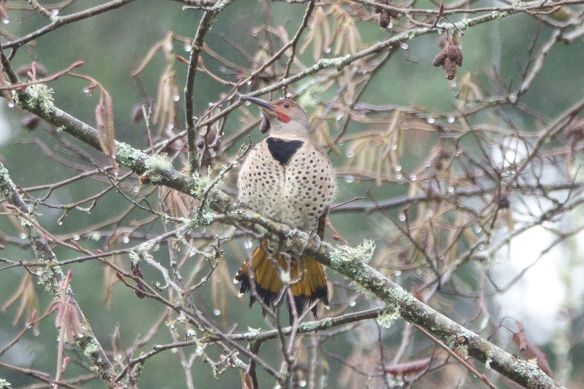 Northern Flicker (Yellow-shafted x Red-shafted) - ML292916101