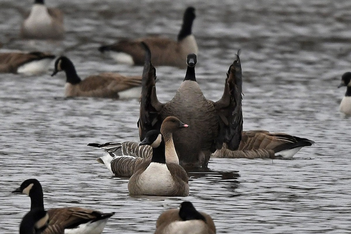 Pink-footed Goose - Brian Henderson