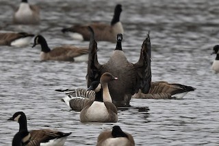 Pink-footed Goose, ML292920941