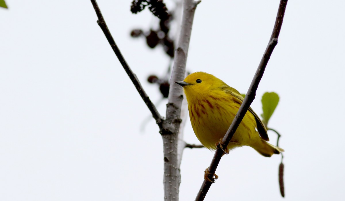 Yellow Warbler (Northern) - ML29292101