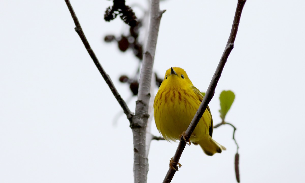Yellow Warbler (Northern) - ML29292151