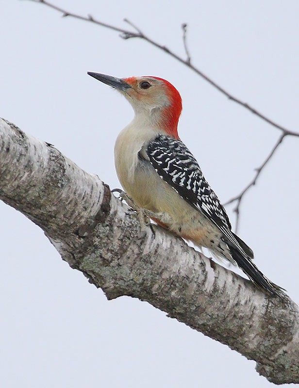 Red-bellied Woodpecker - ML292921791