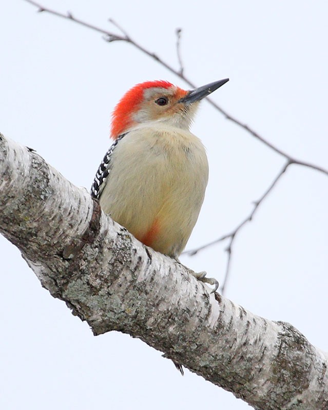 Red-bellied Woodpecker - ML292921951
