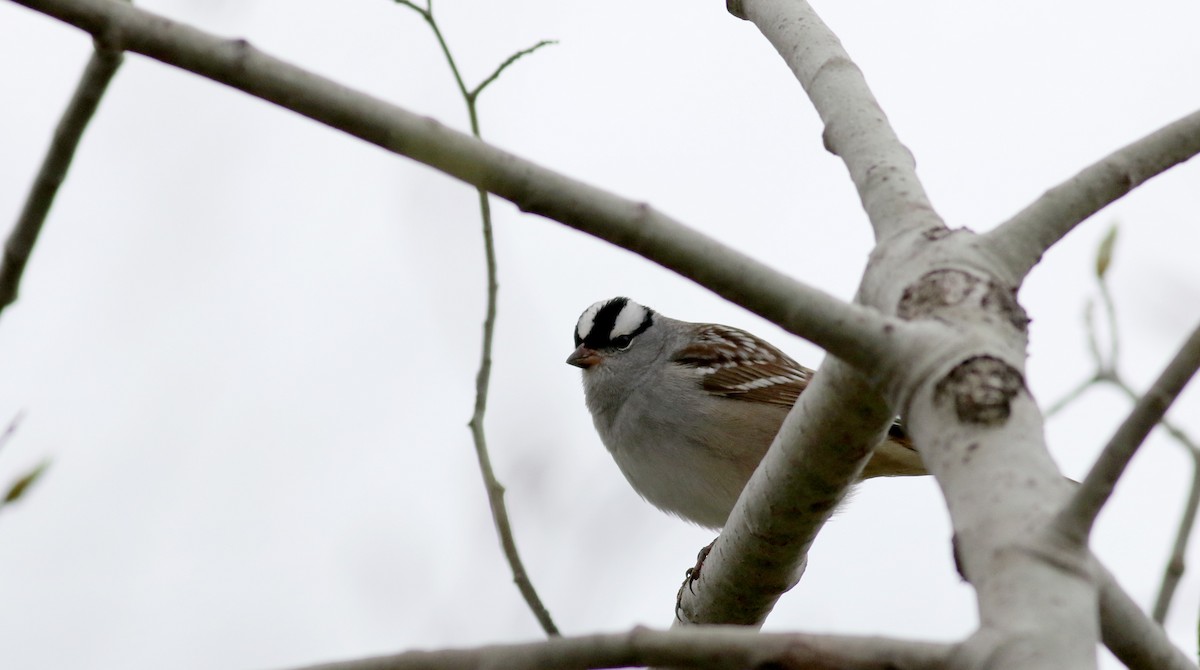 White-crowned Sparrow (leucophrys) - ML29292231