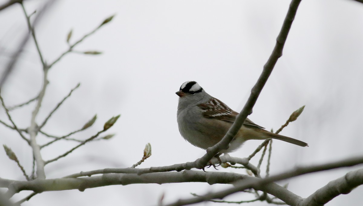White-crowned Sparrow (leucophrys) - ML29292251