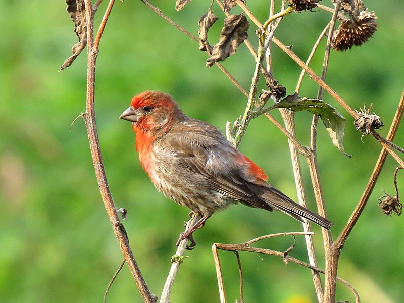 House Finch - wendy wright