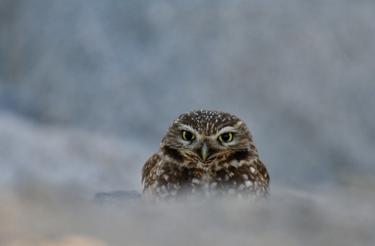 Burrowing Owl - Kai  Mills