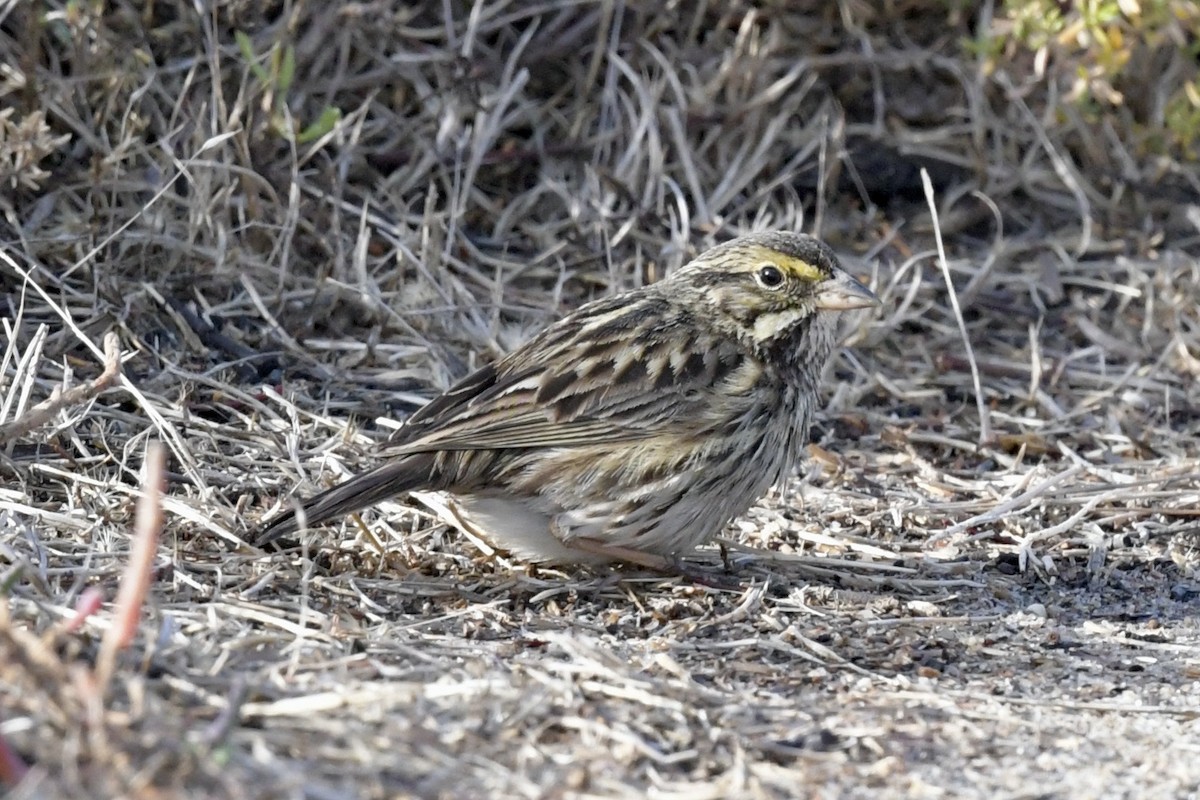 Savannah Sparrow (Belding's) - ML292935821