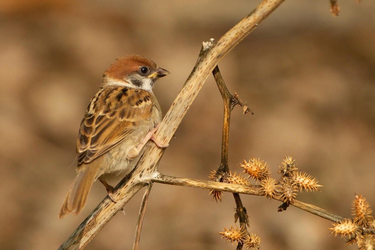 Eurasian Tree Sparrow - ML292940131