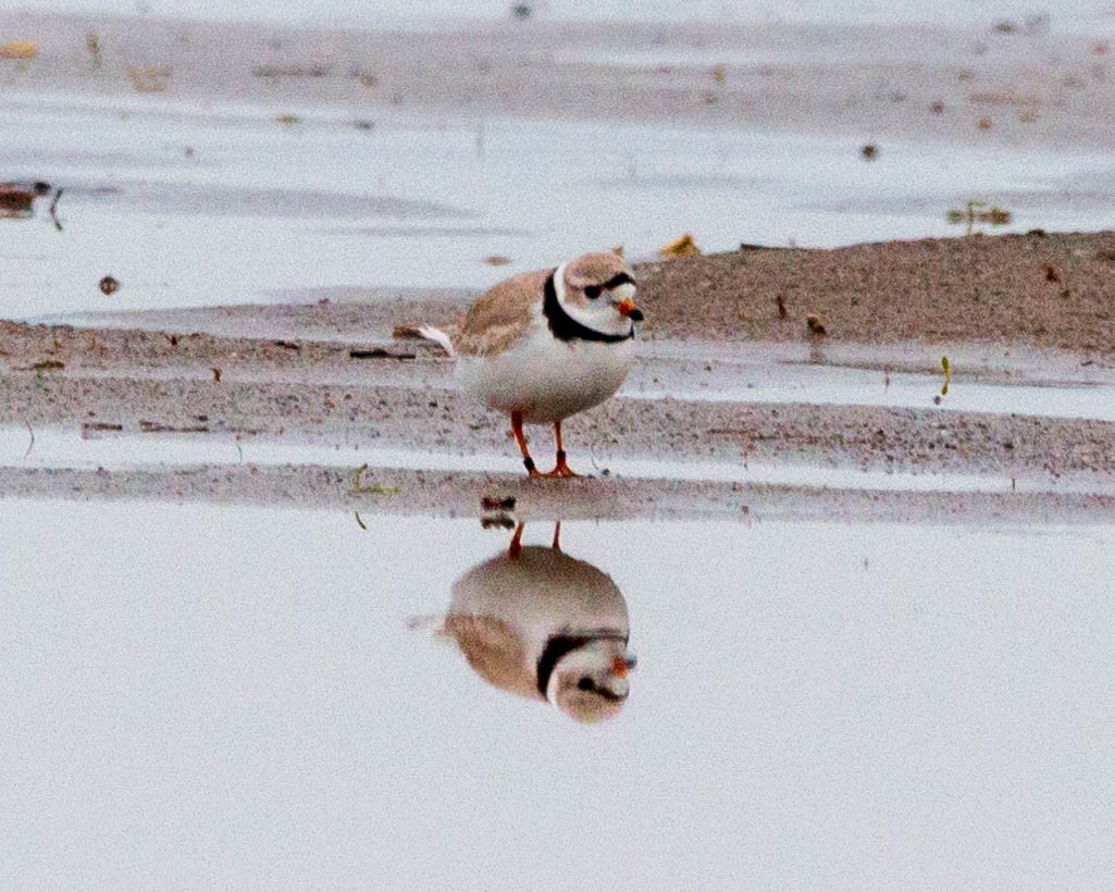 Piping Plover - ML292942621
